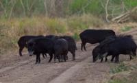 Una familia de pecaríes fue registrada en la Biosfera Yabotí